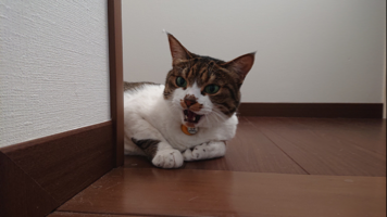 とらちっちのママ