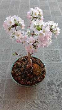 とき