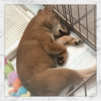 ななはせ