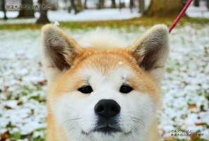 jkodama
