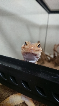だりお