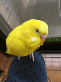 うたはは