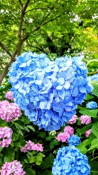 ならっぴ