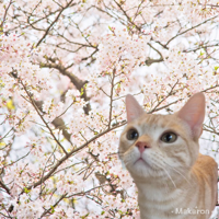 makimochi