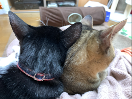 なにぬへほ