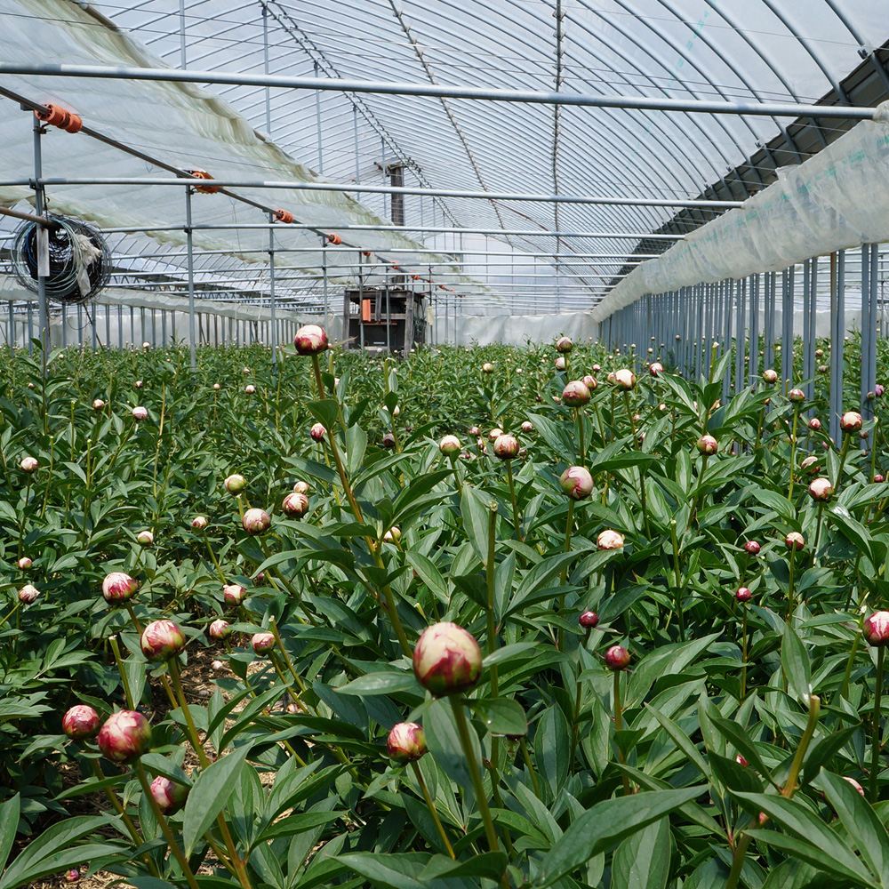 熟練の生産者さんが育てたシャクヤク