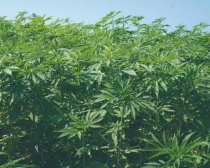 栽培中のヘンプの画像