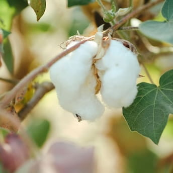 素材からはじまる オーガニックコットン｜健康な土が、次世代へつながるのイメージ画像