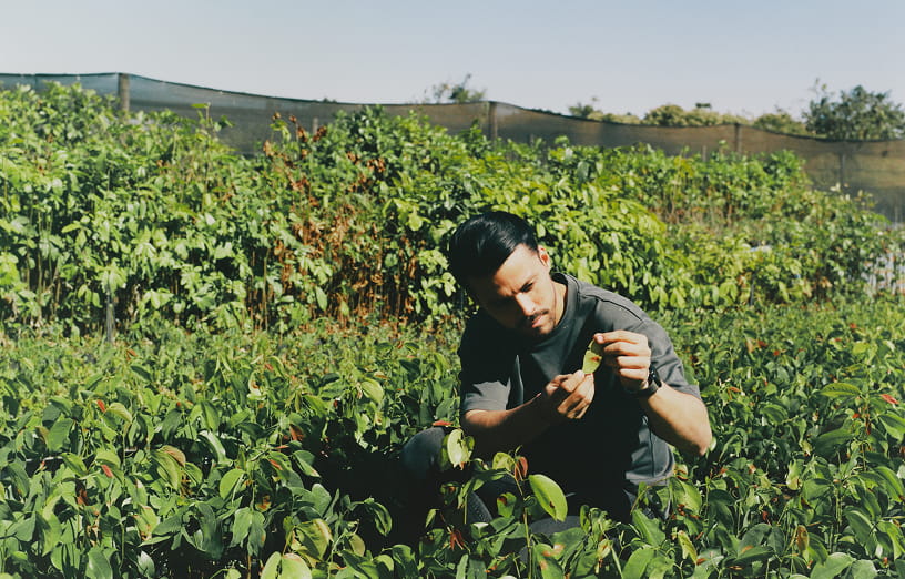 自然と人とともに成長しつづけるコーヒーのイメージ画像1