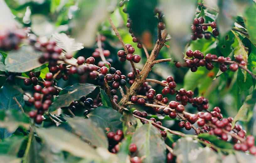 不揃いだけどおいしさは変わらないのイメージ画像1