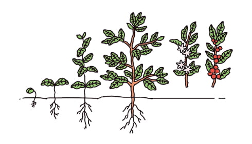 コーヒーの木を育てる
