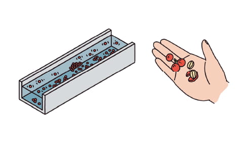 実の選別・豆へ精製