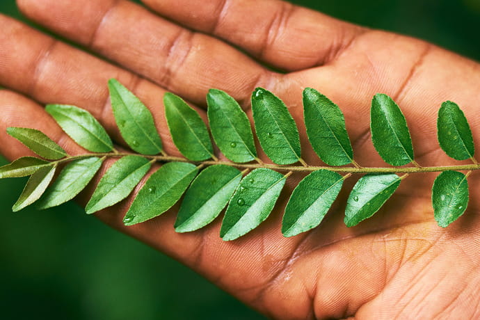 スリランカカレーに欠かせないハーブを使用のイメージ