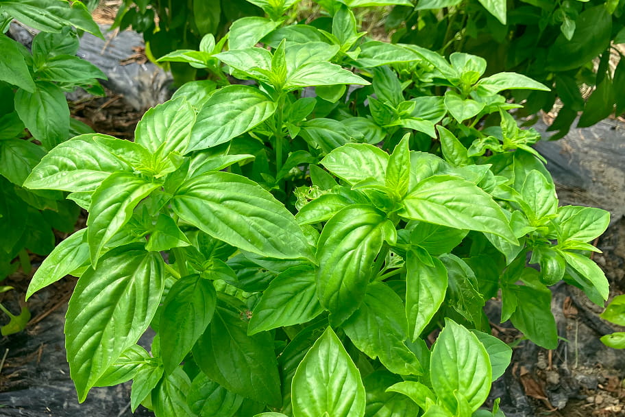 新鮮なまま閉じ込めたバジルの香りのイメージ