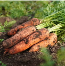 国産野菜だけを使用