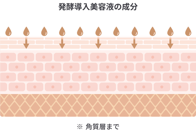 発酵導入美容液の成分が角質層まで浸透するイメージ
