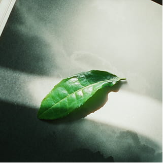 緑茶の香りのイメージ