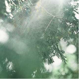 ひのきの香りのイメージ