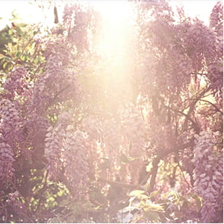 藤の香りのイメージ