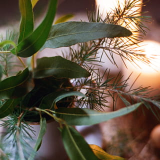 ウッディのイメージ