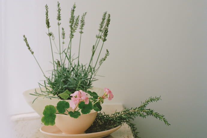 スプリングフローラルのイメージ