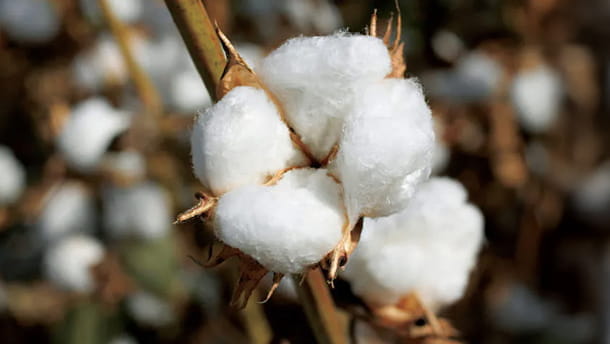 オーガニックコットンを100%使用のイメージ