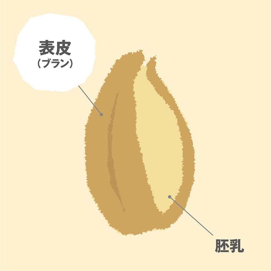 表皮（ブラン）　胚乳が並んでいる写真
