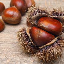 イガに包まれた栗の画像
