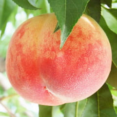 菱沼農園のイメージ
