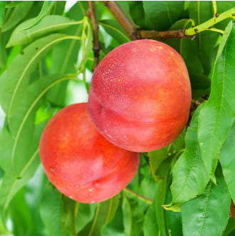 ABE Fruitのりんごのイメージ