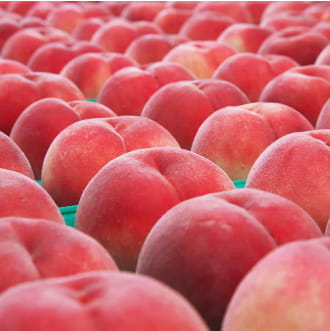 鈴木農園のりんごのイメージ