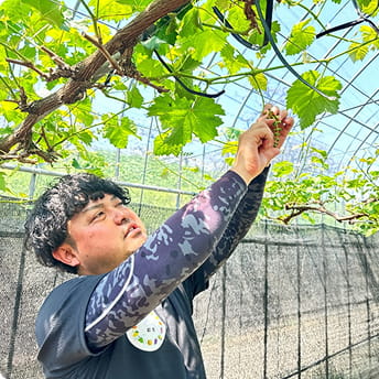 FRUITSGARDEN虹色のイメージ