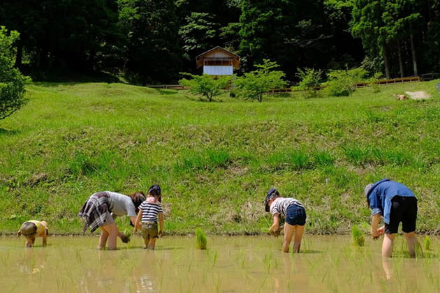 プリンセスサリーの田植えの様子の画像