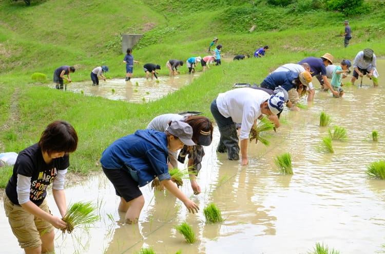 プリンセスサリーの田植えの様子の画像