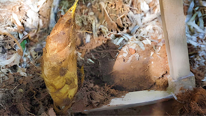 朝採れたけのこ収穫の様子