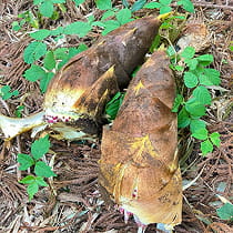 「朝採れたけのこ」数量限定、特別価格で販売