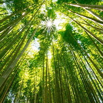 森林保全と自然からの恵み