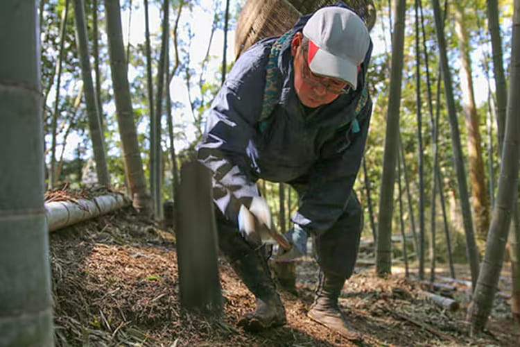 朝採れたけのこ収穫の様子