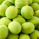 梅の品種を知る