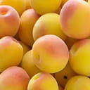 梅の販売商品一覧