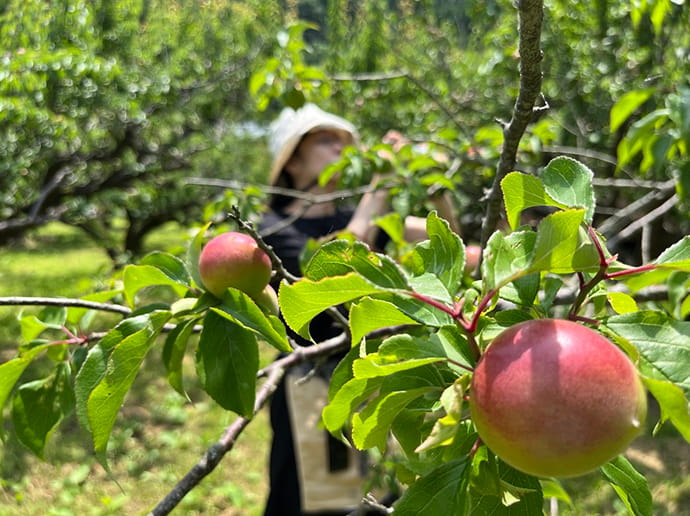 収穫体験のイメージ