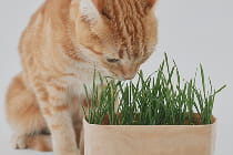 くらしのまわり