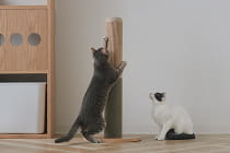 爪を研ぐ・遊ぶ