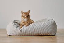 くつろぐ・眠る