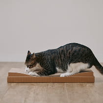 お手入れと身だしなみ