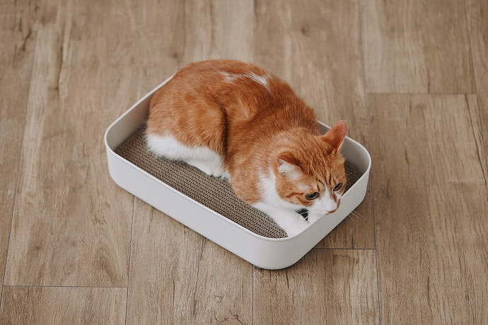 ダンボール爪とぎのイメージ