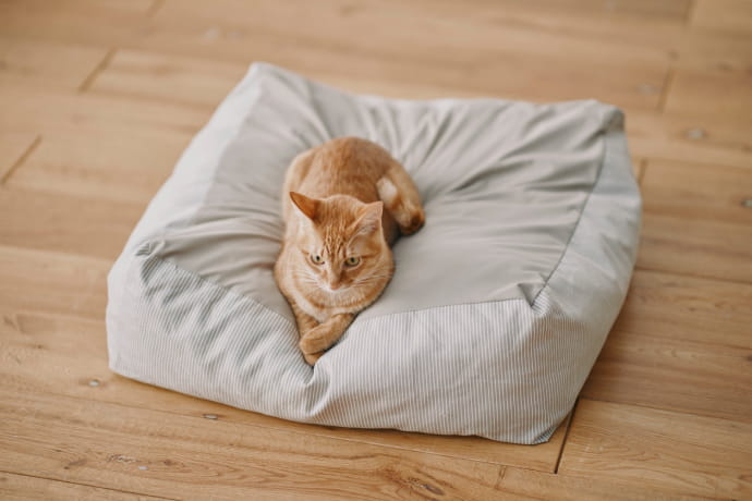 猫用クッションのイメージ