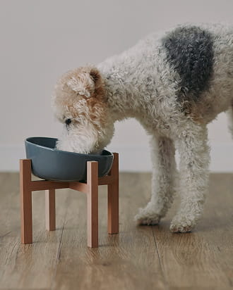 体重 約7.5kgの犬がボウル小を使って食事をするイメージ