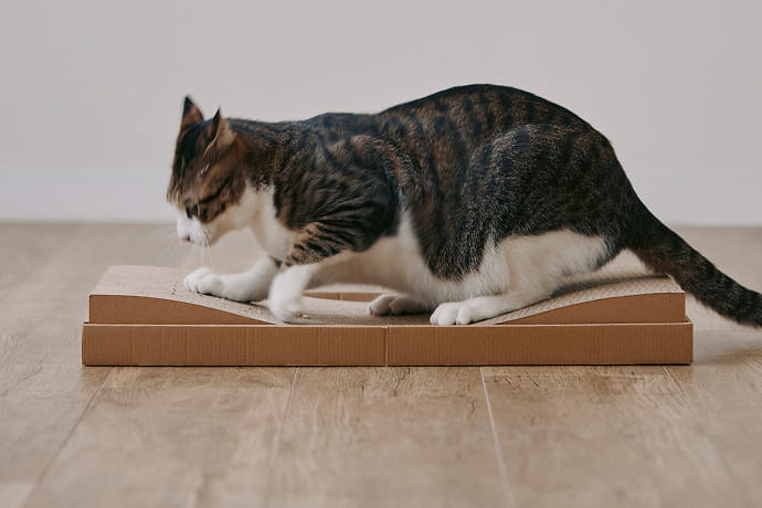 猫とくつろぐ、無印良品の空間｜無印良品