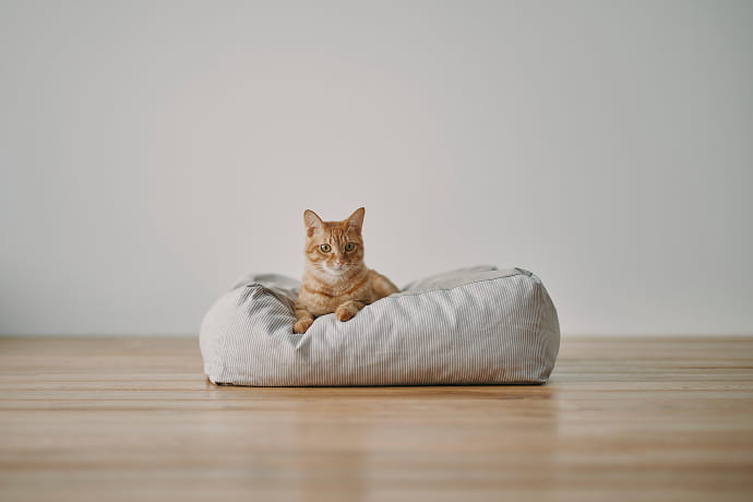 引っ掻きに強いカバーのイメージ